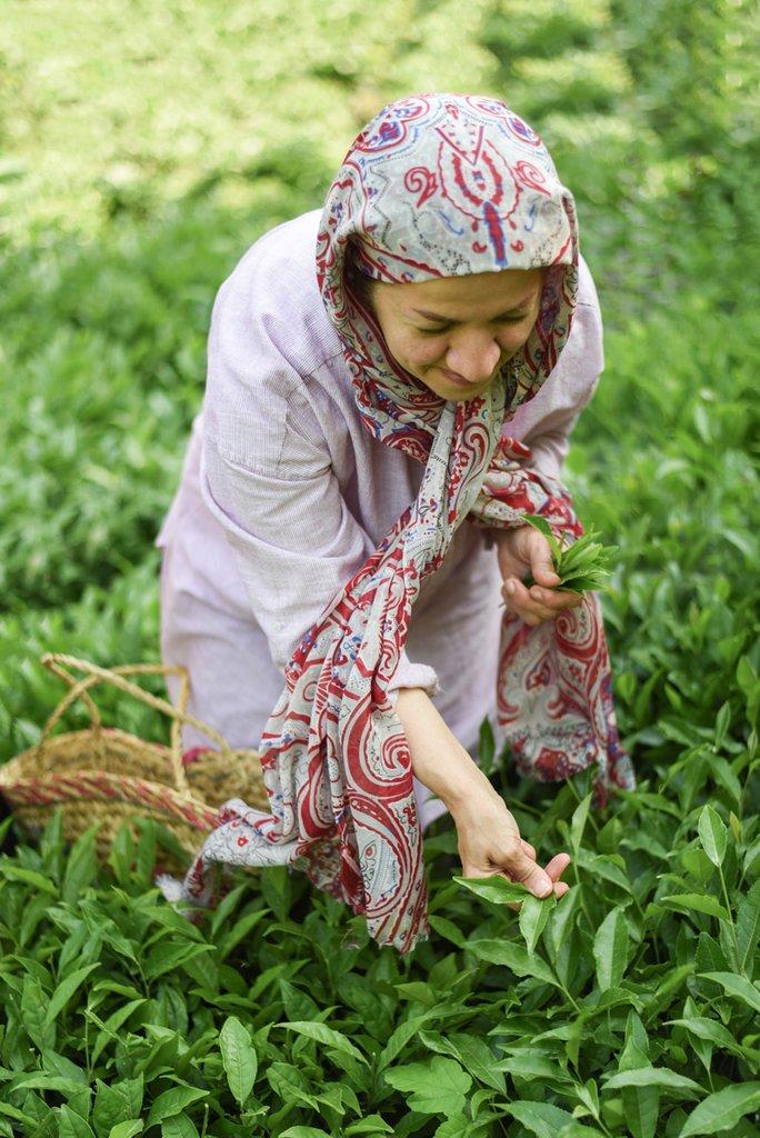 رزرو آنلاین تجربه چیدن و خشک کردن چای