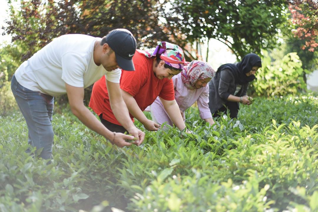 رزرو آنلاین تجربه چیدن و خشک کردن چای