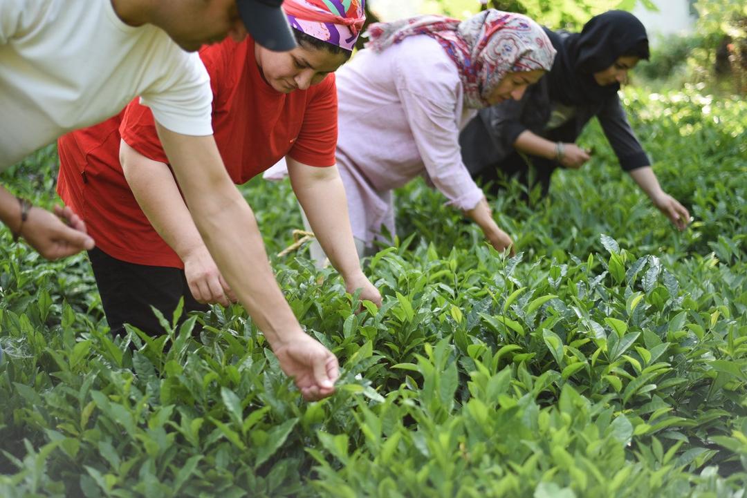 رزرو آنلاین تجربه چیدن و خشک کردن چای