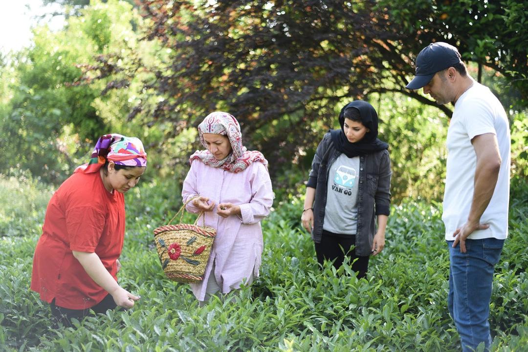 رزرو آنلاین تجربه چیدن و خشک کردن چای