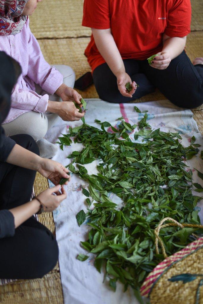 رزرو آنلاین تجربه چیدن و خشک کردن چای