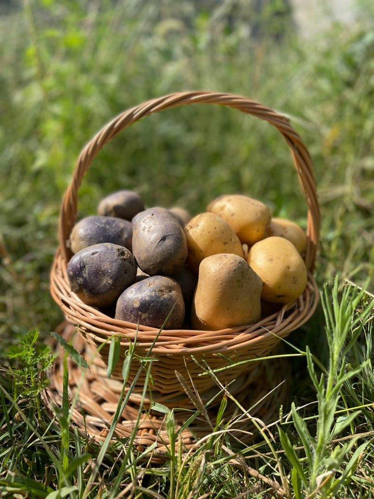 رزرو آنلاین از کاشت تا برداشت؛ مزرعه‌داری و صبحانه در صومعه‌سرا
