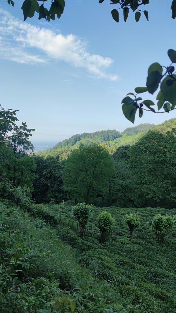رزرو آنلاین تجربه جنگل‌نوردی در جنگل سکوت