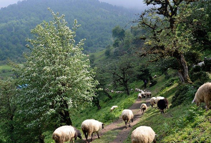رزرو آنلاین پیاده‌روی در مسیر کوچ عشایر للندیز