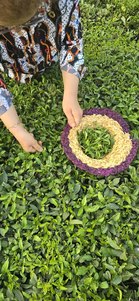 رزرو آنلاین تجربه چیدن چای در خونه‌باغ