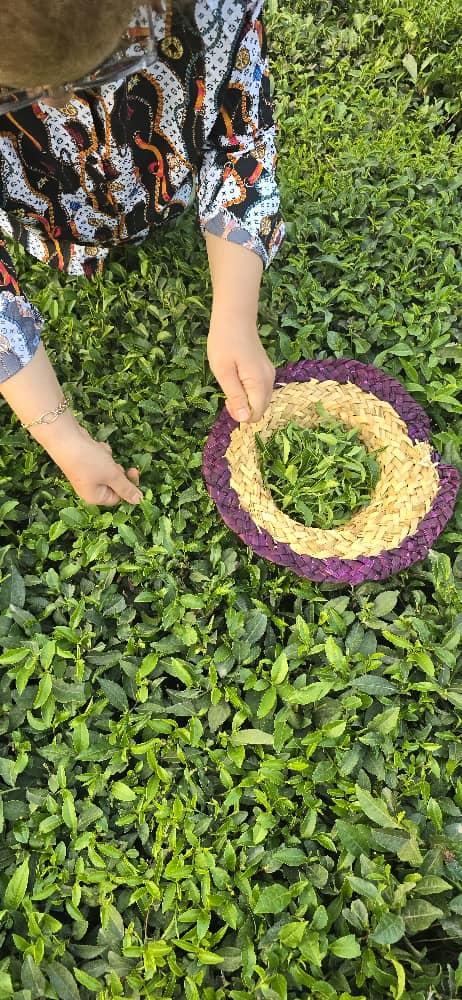 رزرو آنلاین تجربه چیدن چای در خونه‌باغ