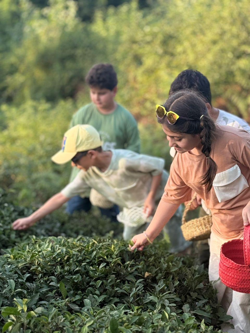 رزرو آنلاین تجربه چیدن چای در خونه‌باغ
