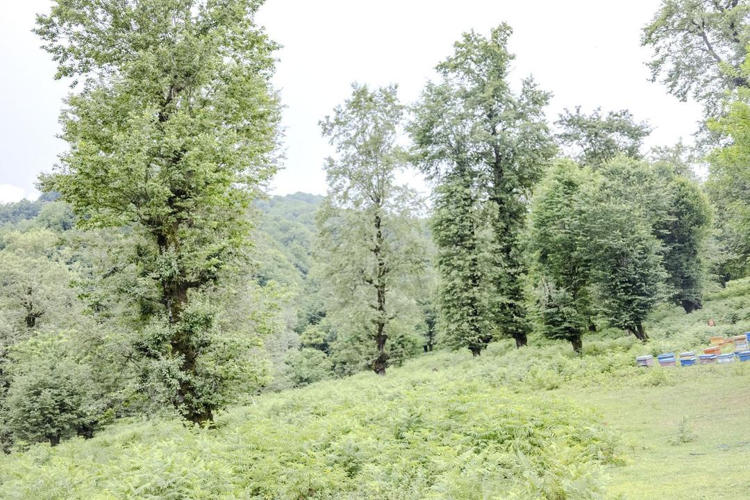 رزرو آنلاین آفرودسواری تا روستای فلکده تنکابن