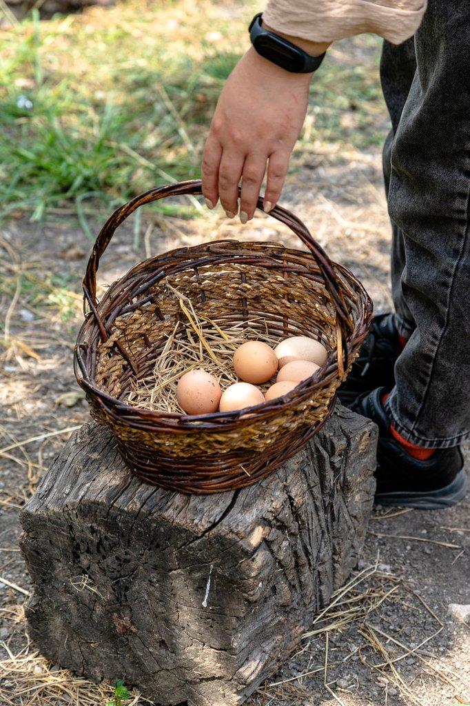 رزرو آنلاین تجربه زندگی در مزرعه‌ و دوستی با حیوانات