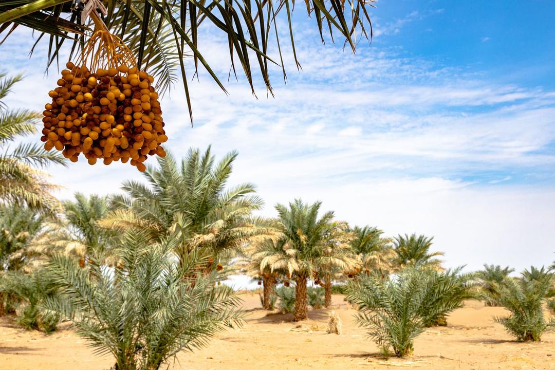 رزرو آنلاین آفرود کویر ابوزیدآباد و نخلستان چاه عروس