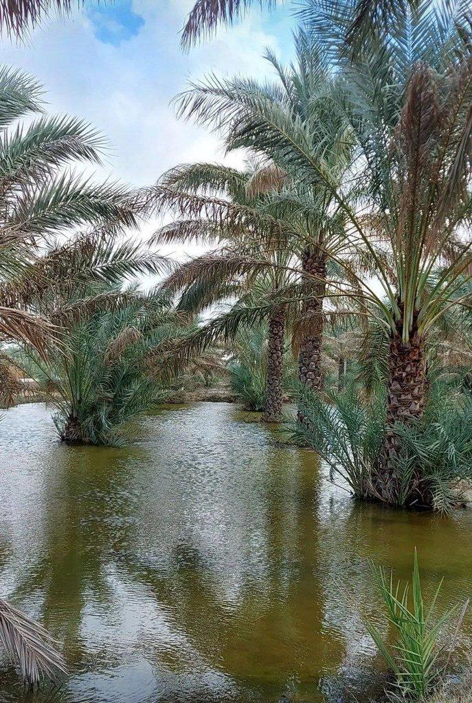 رزرو آنلاین تجربه نخلستان‌گردی و قصه نخل همراه حصیربافی