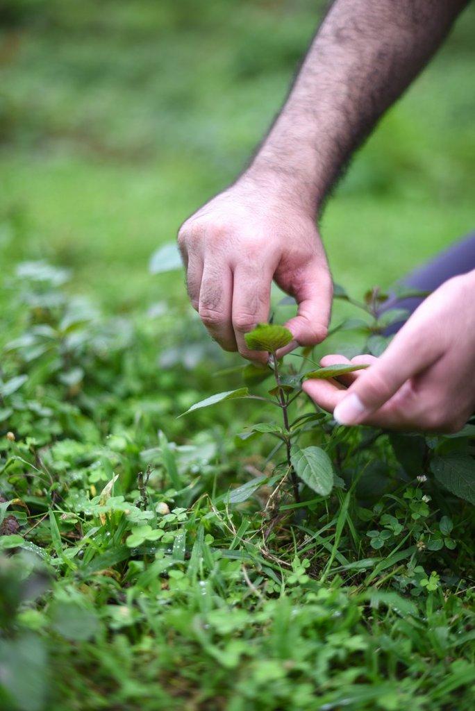 رزرو آنلاین بکرگردی و پرسه در طبیعت پنهان لفور